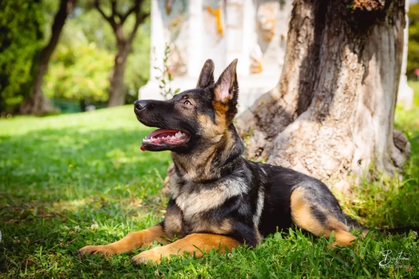 photographe animaux menton 3716 bastien jannot jerome bastien jannot jerome